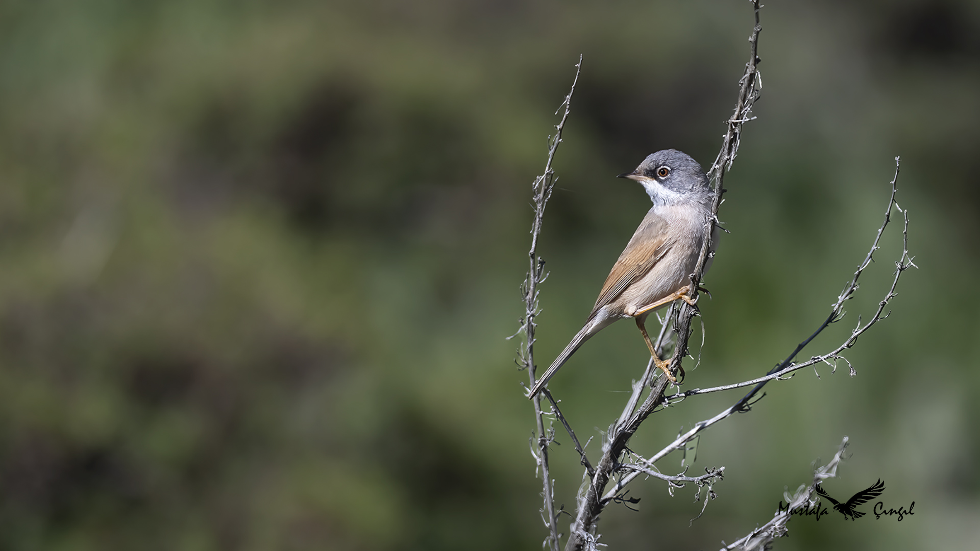 Spectacled Warbler